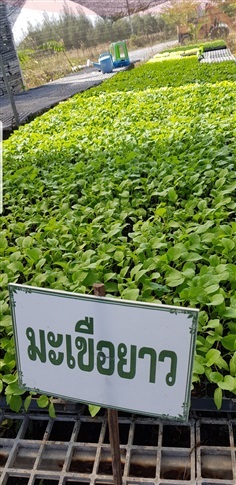 มะเขือยาวม่วง