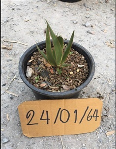 Dracaena draco จันผาเลือดมังกร ต้นละ1000บาท