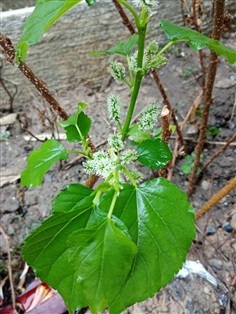 จำหน่ายต้นมัลเบอร์รี่(Mulberry) หรือ หม่อน 