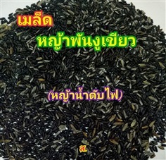 หญ้าพันงูเขียว(น้ำดับไฟ)