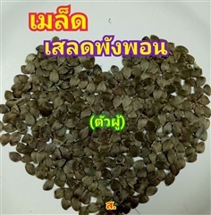 เสลดพังพอนตัวผู้