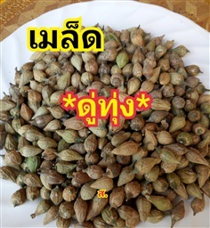 เมล็ดดู่ทุ่ง