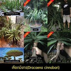 ต้นเลือดมังกร(Dracaena cinnabari)