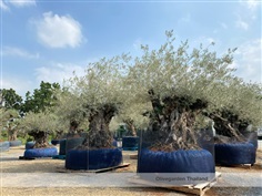 ต้นมะกอก olive ปลูกจัดสวน