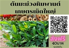 ต้นมะม่วงหิมพานต์เกษตร ชุด200 ต้นต้นละ 40 ส่งฟรี เม็ดใหญ่ 