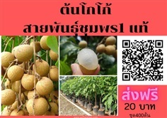 ขายต้นลำไยพันธุ์อีดอร์แท้ ตอนกิ่ง ส่งฟรี ชุด150ต้นต้นละ90