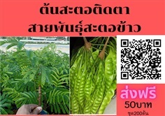 ขายต้นสะตอติดตา ชุด200ต้น ต้นละ50 ส่งฟรี ต้นเตี้ย ฝักดก 