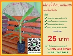 ถูกที่สุด!!! กล้วยเพาะเลี้ยงเนื้อเยื่อ น้ำว้าปากช่อง50 