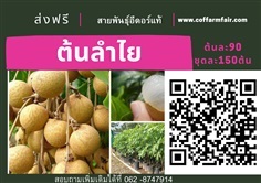 ต้นลำไยพันธุ์อีดอร์แท้ ขายต้นละ90 บาทชุด150ต้นส่งฟรี ลูกดกมา