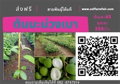 ส่งฟรีต้นมะม่วงเบา ต้นละ40 ชุด200ต้น สายพันธุ์ใต้แท้ เนื้อกร