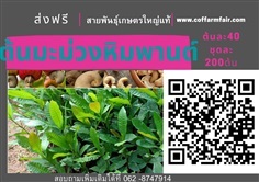 ส่งฟรีต้นมะม่วงหิมพานต์เกษตร ต้นละ40 ชุด200 เม็ดใหญ่ ลูกดก 