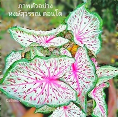 บอนสีหงษ์สุวรรณ