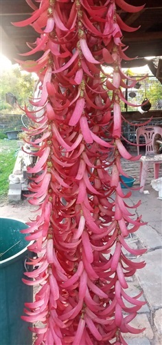 ขายเมล็ดสแบง ยางกราด
