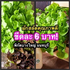 ผักสลัด คุณภาพดี ราคาส่ง บางใหญ่ บางบัวทอง ไทรน้อย นนทบุรี