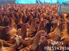 ไก่ไข่สาว