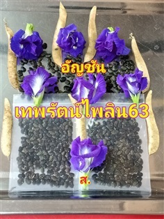 เมล็ดอัญชันเทพรัตน์ไพลิน63