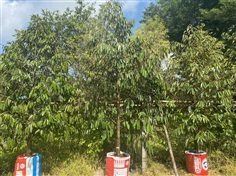 ทุเรียนล้อม