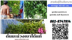 ส่งฟรีต้นมะม่วงเบา ต้นละ40 ชุด200ต้น สายพันธุ์ใต้แท้ 