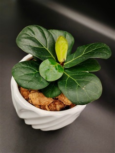 ไทรใบสัก ไม้ฟอกอากาศ Fiddle-leaf fig ต้นไม้ยอดนิยม