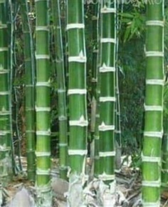 ไผ่เก้าดาว Guadua bamboo