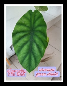 อโลคาเซีย กรีน ชิลด์ alocasia green shield