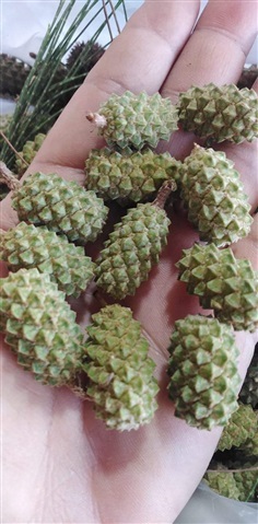 สนทะเล