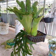 เฟิร์นชายผ้าสีดา-เขากวางตั้ง (Staghorn Fern) 