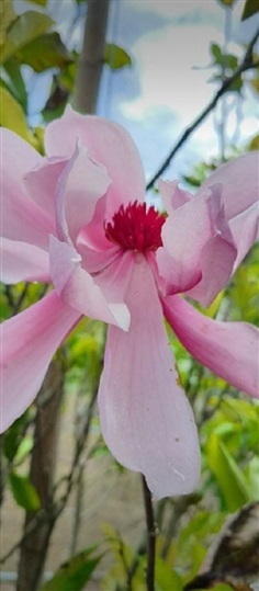 จำปีซูซาน
