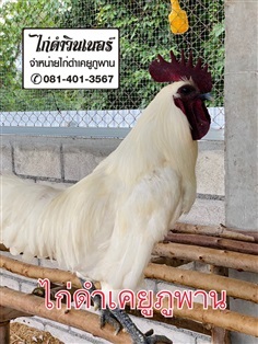 ไก่ดำภูพาน