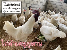 ไก่ดำ