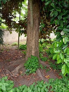 ต้นแอ๊ปเปิ้ลสตาร์ อายุ40ปี