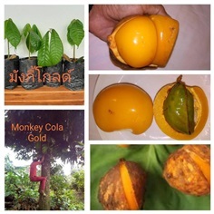 มังกี้โคล่าโกลด์ Monkey Gold 