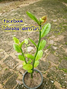 นกน้อยนำโชค