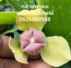 กลายพหรม