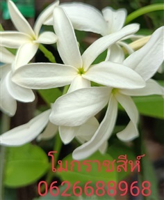 โมกราชสีห์