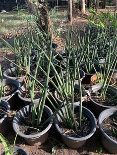 ต้นว่านงาช้าง Spear Sansevieria ไม้พุ่ม ไม้ล้มลุก