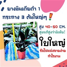 ยางอินเดียดำ 1กระถาง3ต้น ฟอร์มใหญ่มาก สูง40-50ซม.