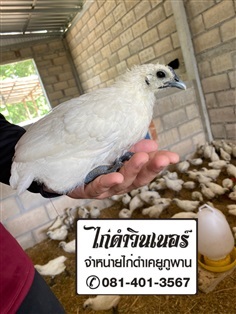 ไก่ดำเคยูภูพาน