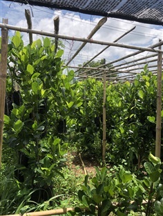 ขนุนทวายปีเดียว Jackfruit