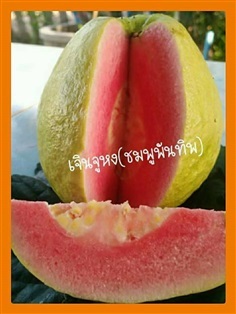 #ฝรั่งชมพูพันทิพ หรือ #เจินจูหง เป็นฝรั่งไส้แดง 
