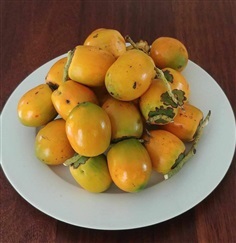 ภูพานเฮ หรือพีชปาล์ม(สายพันธุ์นำเข้า) สายพันธุ์ผลสีส้มจัมโป้