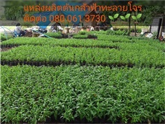 ต้นกล้าฟ้าทะลายโจร สมุนไพรต้านโควิด 19