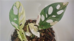 พลูฉลุด่าง Monstera adansonii variegated