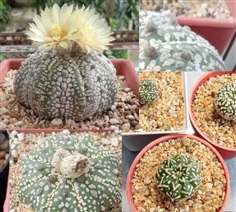 เมล็ด กระบองเพชรแอสโตร  แอสทีเรียส(Astrophytum asterias)    