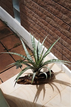 Tillandsia Hildae