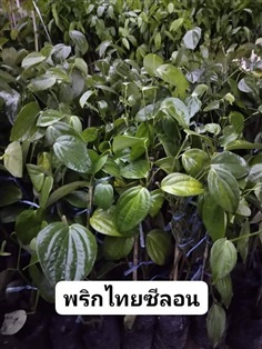 พริกไทซีลอน