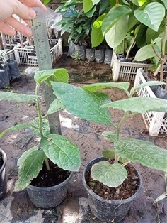 ขาย ต้น Cordia dodecandra - Ziricote 