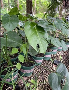 ต้นมอนสเตอร่าไจแอ้น /Monstera ราคา กระถางละ 450 บาท