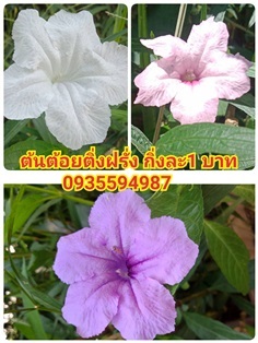 ฟ้าประทานพร  ต้อยติ่งฝรั่ง