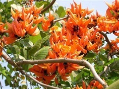 ต้นพันธุ์กาสะลองคำ (ปีบสีส้ม) ออกดอกทั้งปีดอกสีเหลืองส้มสวย